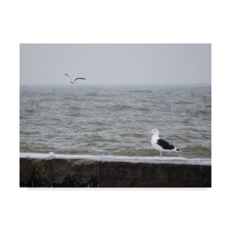 Thom Sivo 'Seagulls Over Lake Erie' Canvas Art,18x24
